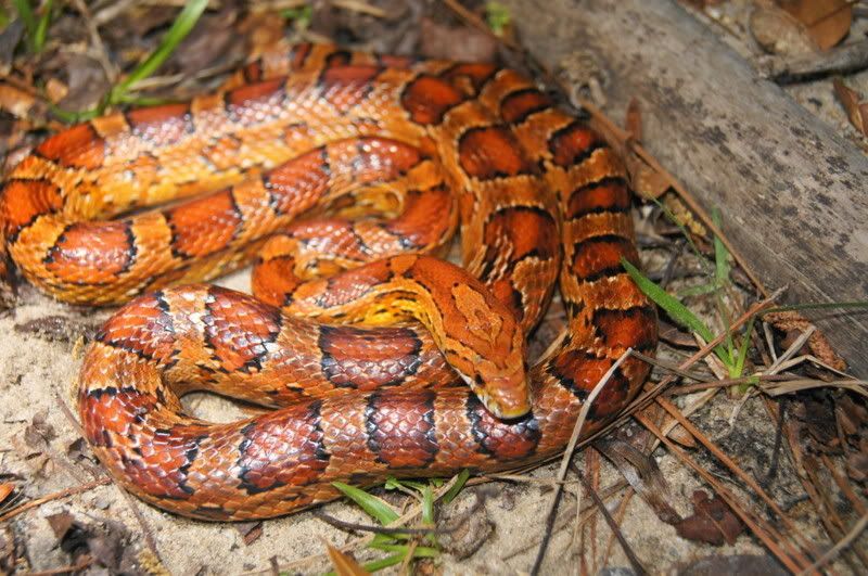 Zig Zag Corn Snake